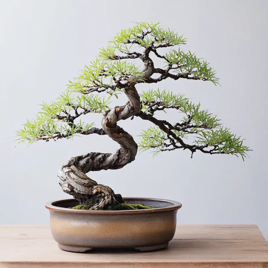 Gnarled bonsai tree with sparse green foliage against a pale grey background