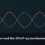 Illustrated double-helix diagram in copper and teal, captioned “Argireline and the SNAP-25 mechanism”