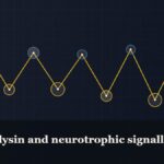 Illustrated chain of linked amino-acid nodes, captioned “Cerebrolysin and neurotrophic signalling”