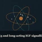 Illustrated molecular orbit diagram with concentric rings, captioned “IGF-1 LR3 and long-acting IGF signalling”