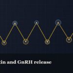 Illustrated chain of linked amino-acid nodes, captioned “Kisspeptin and GnRH release”