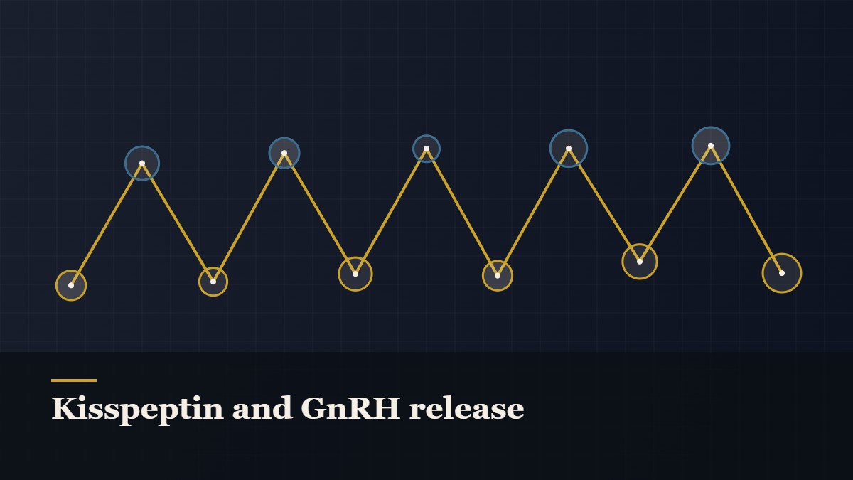 Illustrated chain of linked amino-acid nodes, captioned “Kisspeptin and GnRH release”