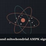 Illustrated molecular orbit diagram with concentric rings, captioned “MOTS-c and mitochondrial AMPK signalling”