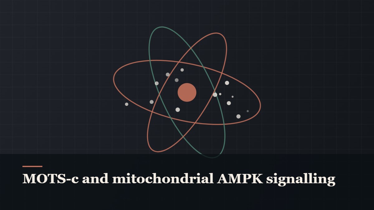 Illustrated molecular orbit diagram with concentric rings, captioned “MOTS-c and mitochondrial AMPK signalling”
