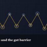 Illustrated chain of linked amino-acid nodes, captioned “Peptides and the gut barrier”