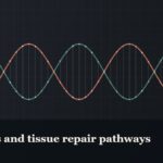 Illustrated double-helix diagram in copper and teal, captioned “Peptides and tissue repair pathways”