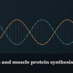 Illustrated double-helix diagram in copper and teal, captioned “Peptides and muscle protein synthesis”