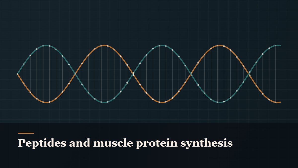 Illustrated double-helix diagram in copper and teal, captioned “Peptides and muscle protein synthesis”
