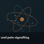 Illustrated molecular orbit diagram with concentric rings, captioned “Peptides and pain signalling”